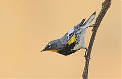 Yellow-rumped Warbler